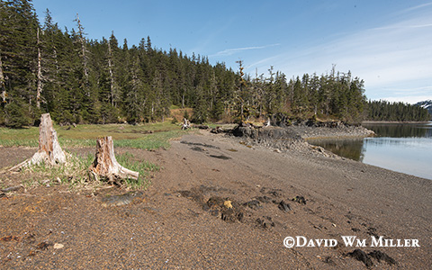 Long Bay camp site CS_3-29